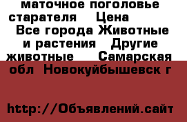 маточное поголовье старателя  › Цена ­ 2 300 - Все города Животные и растения » Другие животные   . Самарская обл.,Новокуйбышевск г.